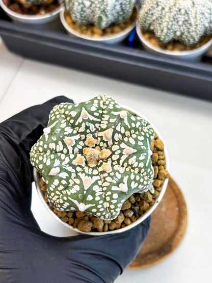Astrophytum Star Shape (at4) (g3) | Imported Plant
