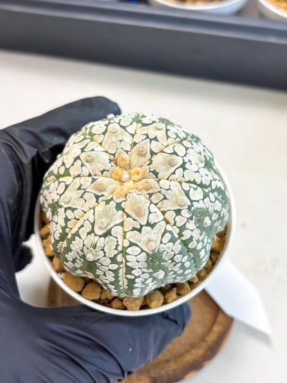 Astrophytum V-Type (at4) (r4) | Ship from Nevada