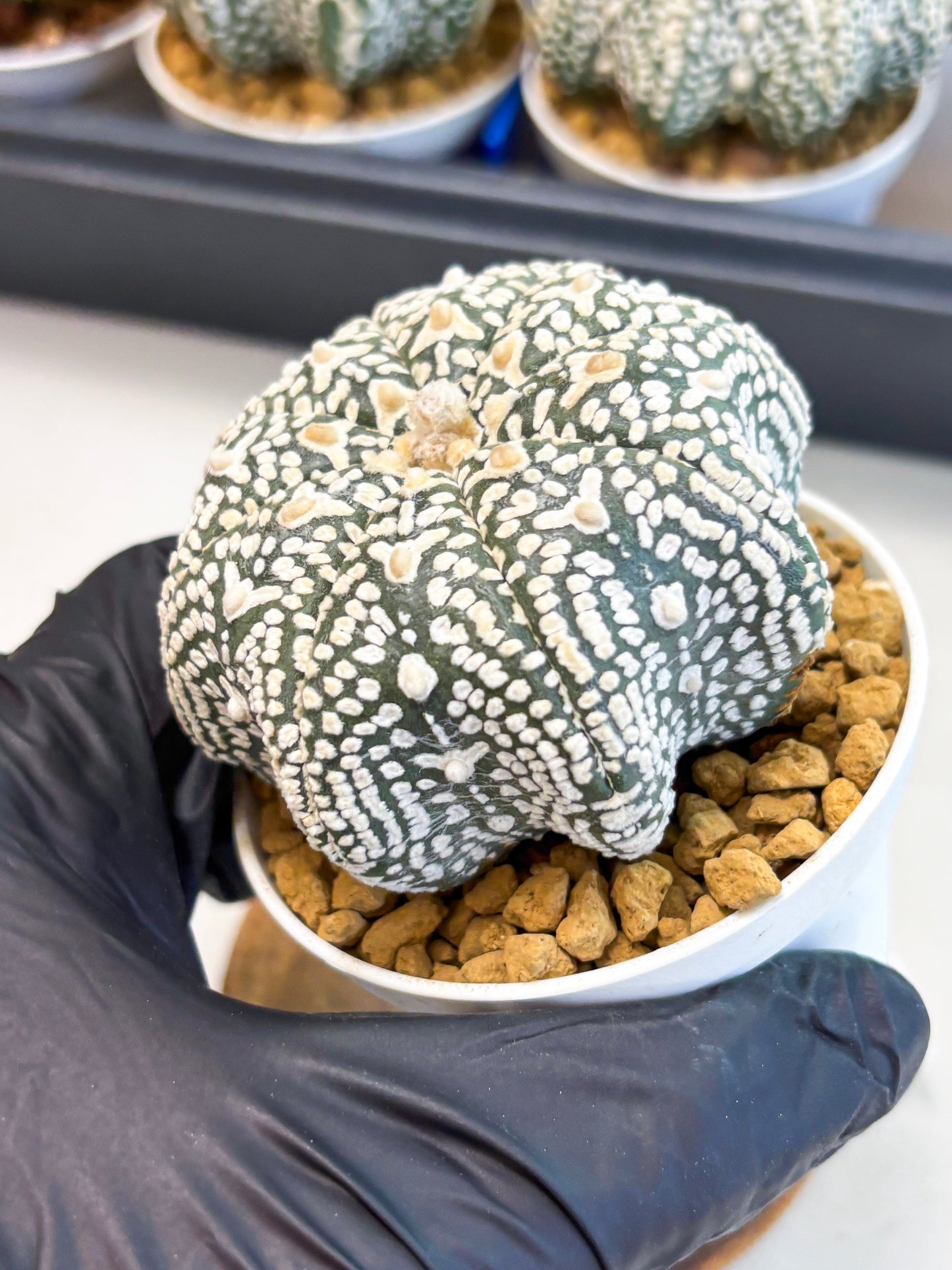 Astrophytum Star Shape (at4) (g4) | Imported Plant