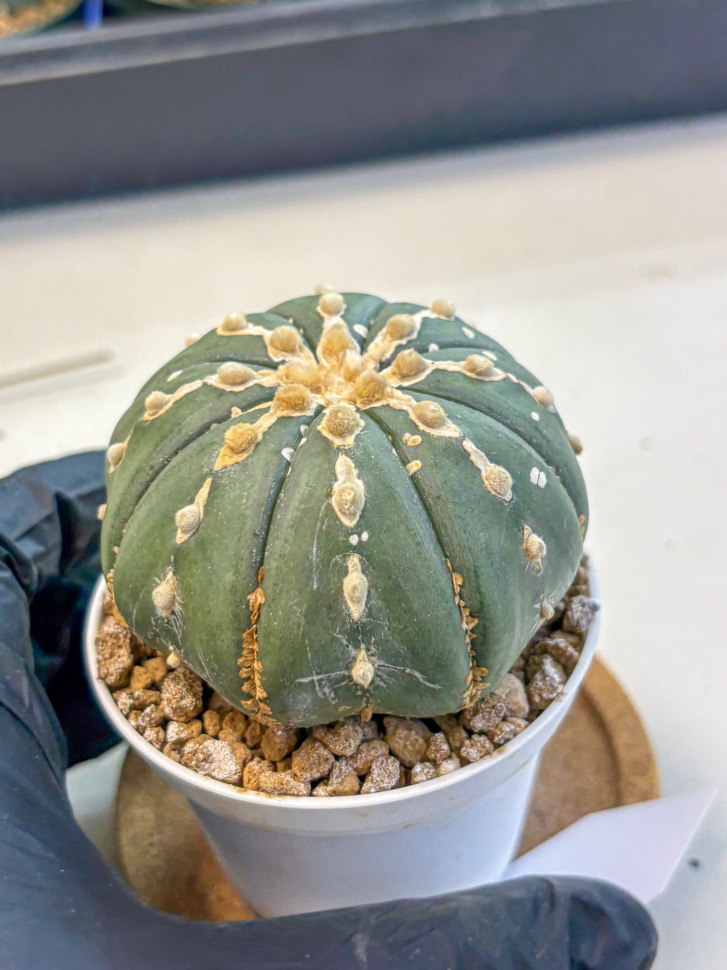 Astrophytum V Type Nudum (at9) (10) | Live Cactus