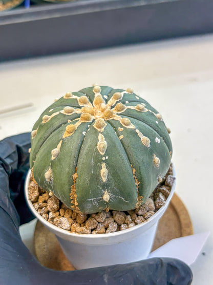 Astrophytum V Type Nudum (at9) (10) | Live Cactus