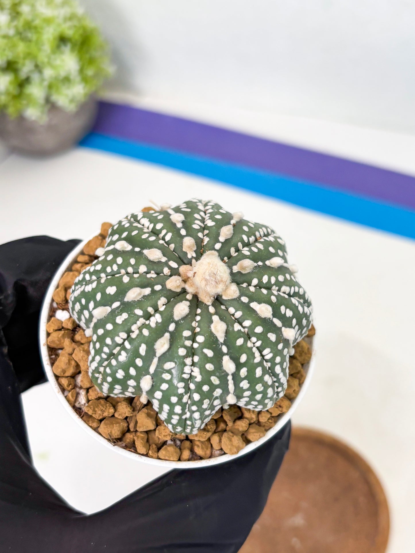 Astrophytum Star Shape (at2) (b4) | Japanese Import