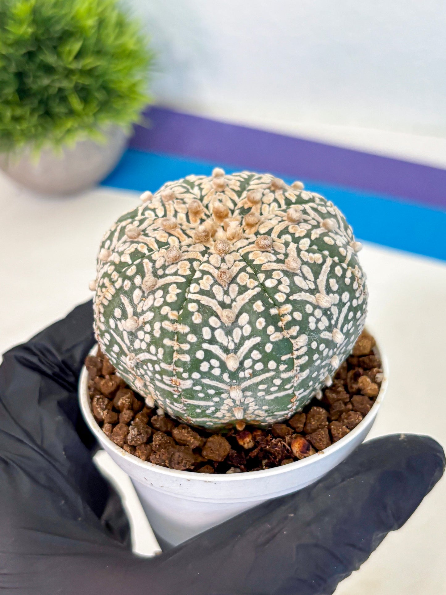 Astrophytum V Type (at5) (09) |  Sea urchin cactus