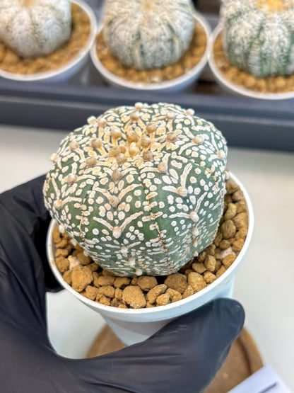 Astrophytum V-Type (at5) (y1) | Rare imported Plant