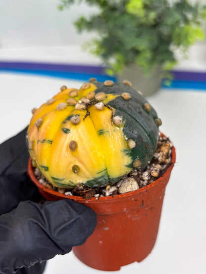 Astrophytum Variegated  (T5) (o3) | Nevada Plant Seller | 3" Pot