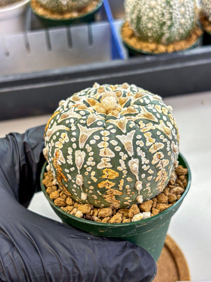 Astrophytum V Type (at2) (10) | Live Plant | Rare Collection