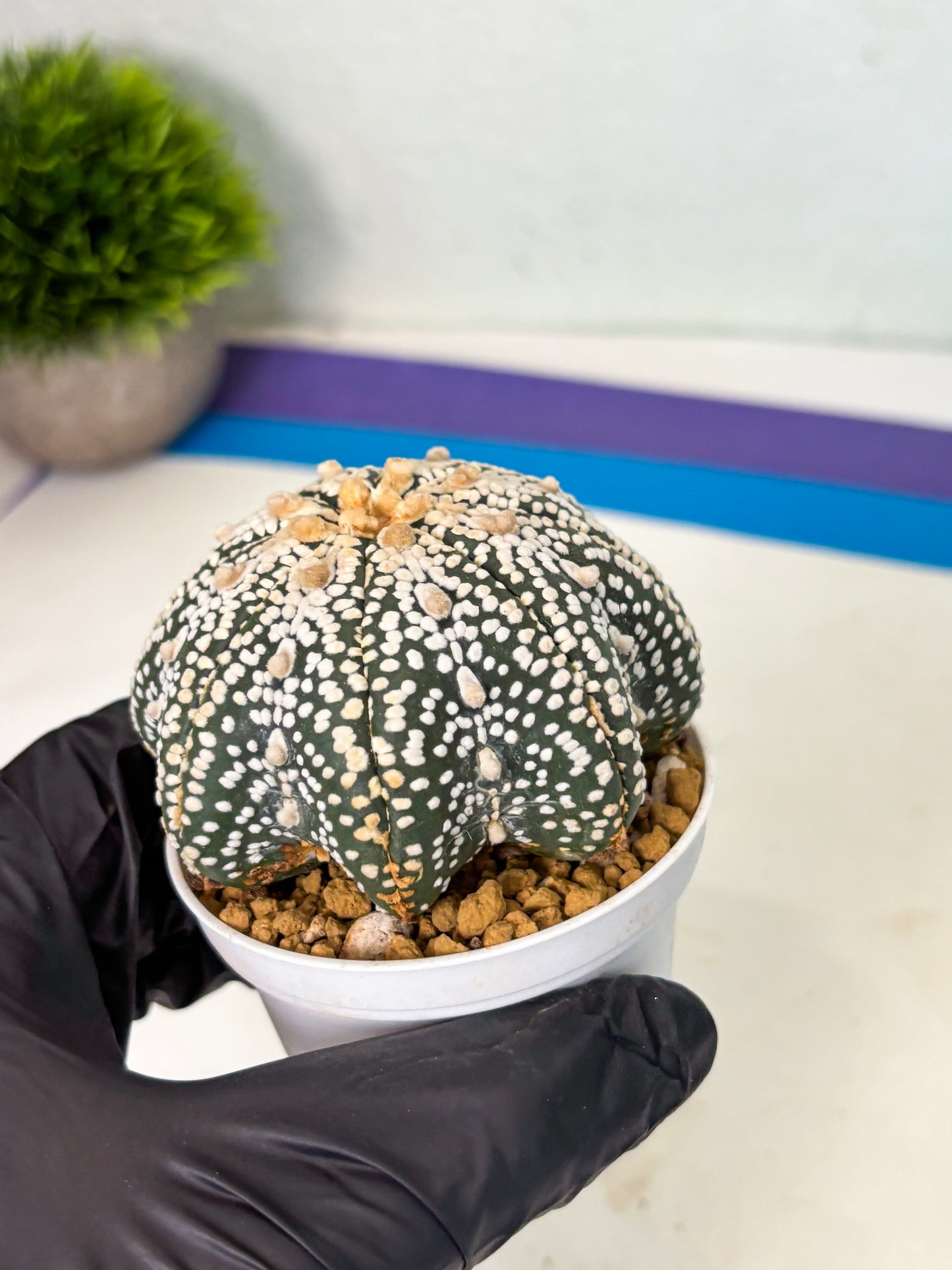 Astrophytum Star Shape (at4) (g5) | Imported Plant