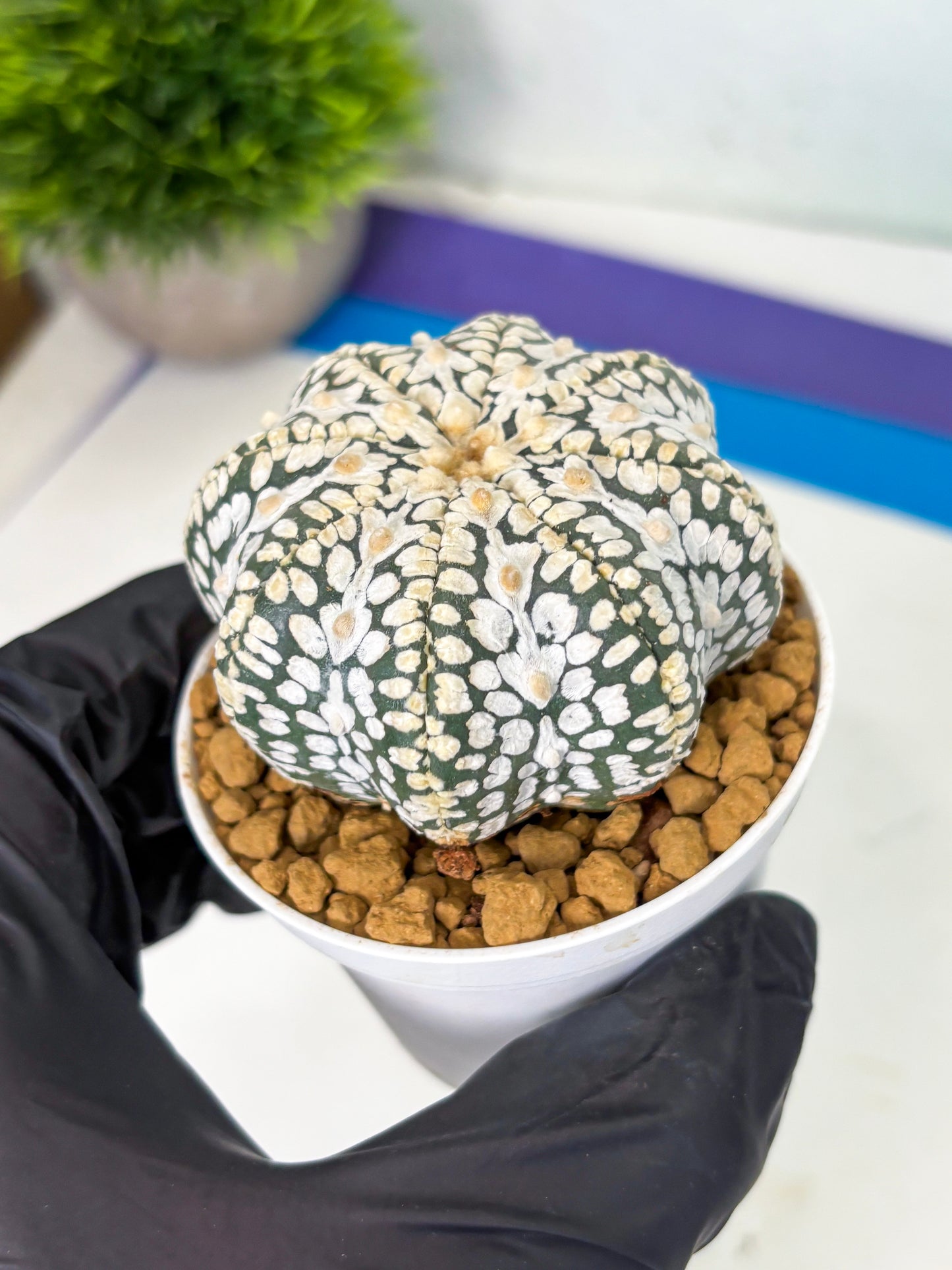 Astrophytum Star Shape (at4) (g1) | Imported Plant