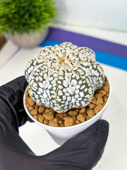 Astrophytum Star Shape (at4) (g1) | Imported Plant
