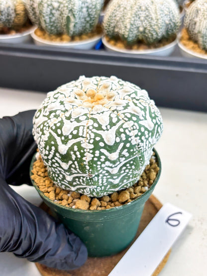 Astrophytum V-Type (at4) (r6) | Ship from Nevada
