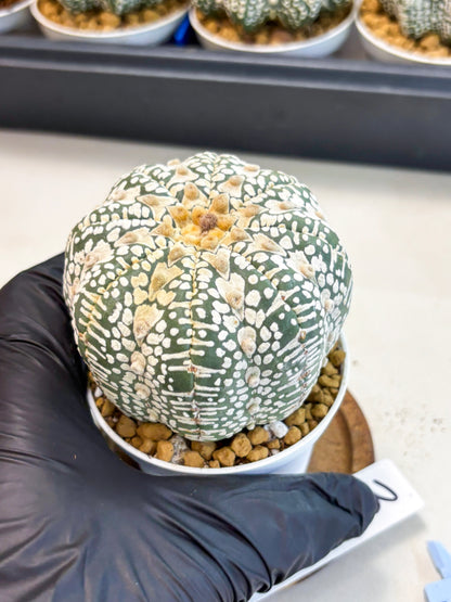 Astrophytum V-Type (at4) (r3) | Ship from Nevada
