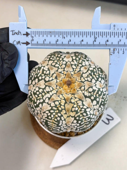 Astrophytum V-Type (at4) (r3) | Ship from Nevada