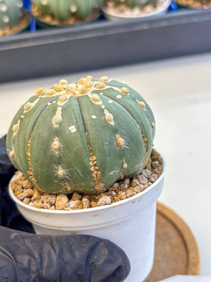 Astrophytum V Type Nudum (at9) (10) | Live Cactus