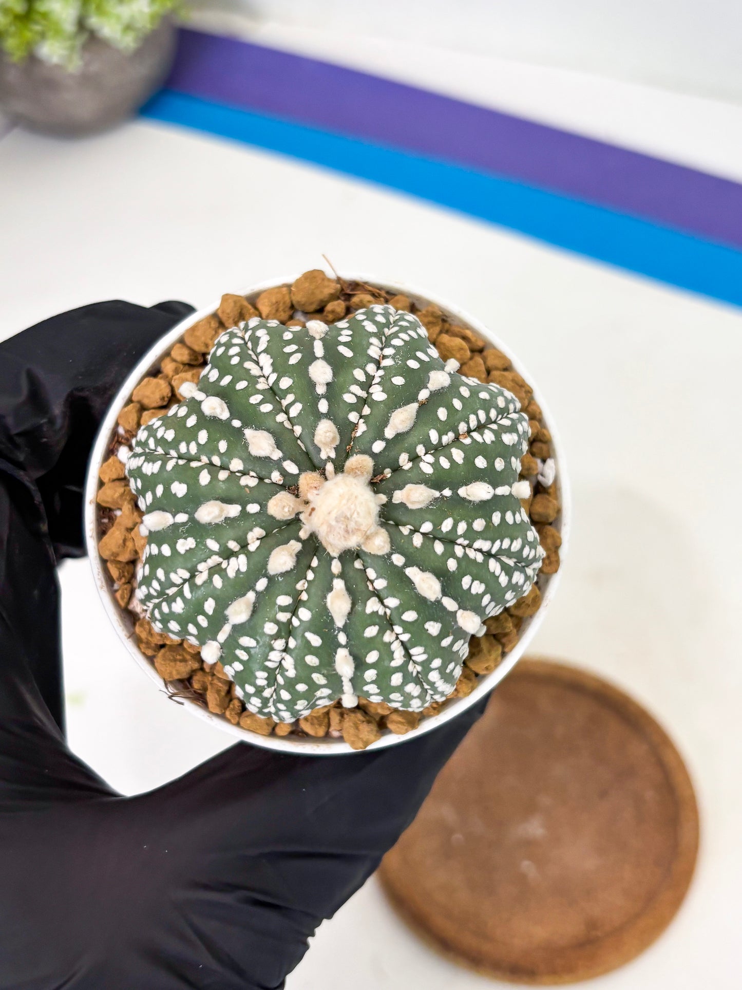 Astrophytum Star Shape (at2) (b4) | Japanese Import