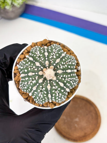 Astrophytum Star Shape (at2) (b4) | Japanese Import