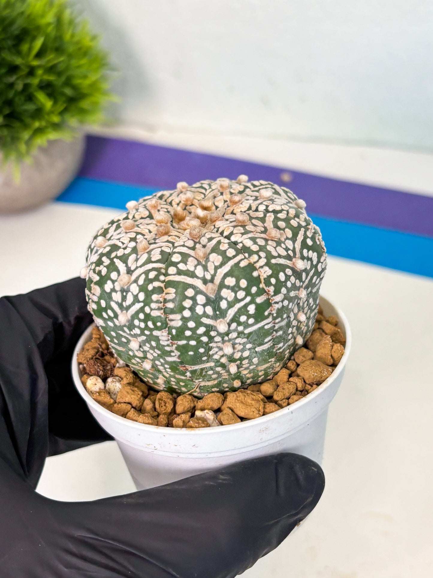 Astrophytum V-Type (at5) (y1) | Rare imported Plant