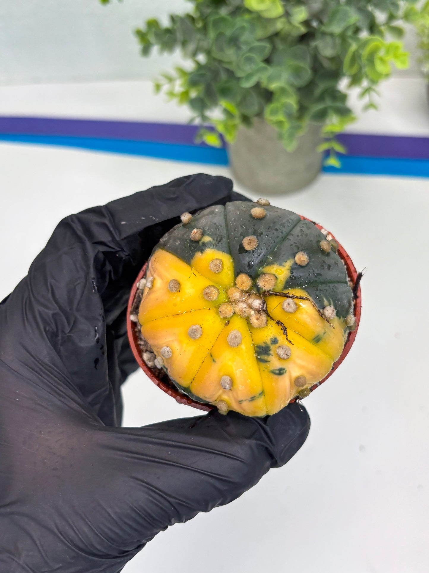 Astrophytum Variegated  (T5) (o3) | Nevada Plant Seller | 3" Pot