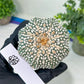 Astrophytum Super kabuto (#T2C) | Imported From Japan/korea | 3" Pot
