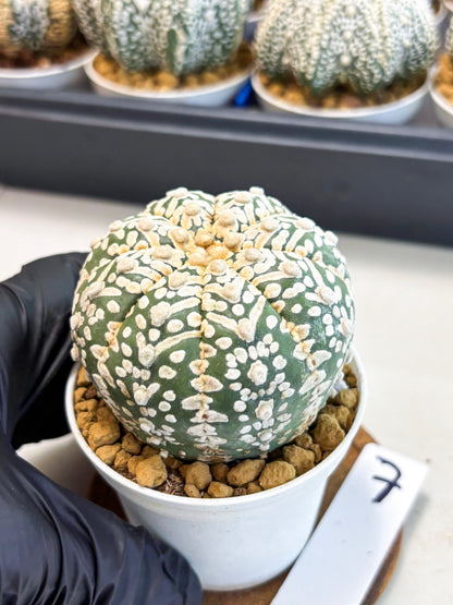Astrophytum V-Type (at4) (r7) | Ship from Nevada