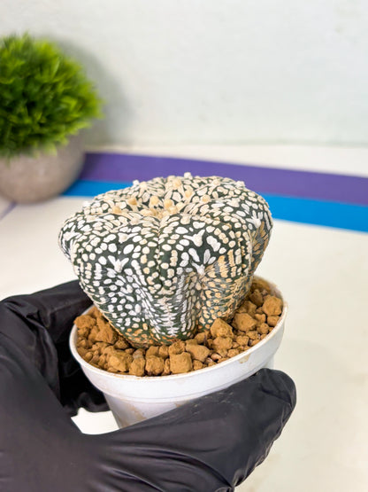 Astrophytum V-Type (at4) (y2) | Ship from Nevada