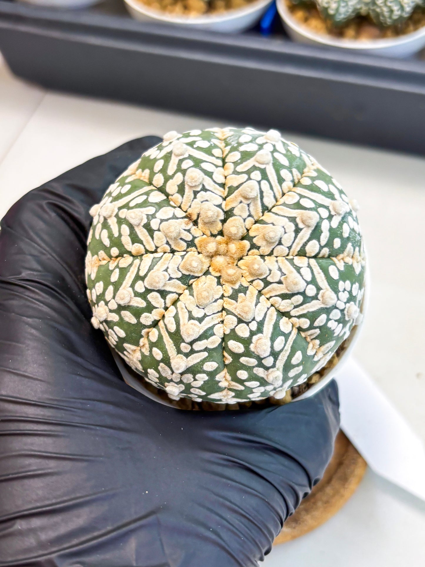 Astrophytum V-Type (at4) (r7) | Ship from Nevada