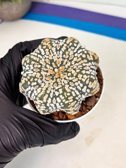 Astrophytum Star Shape (at4) (g7) | Imported Plant