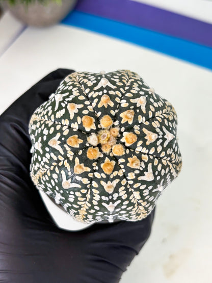 Astrophytum V-Type (at4) (y7) | Ship from Nevada