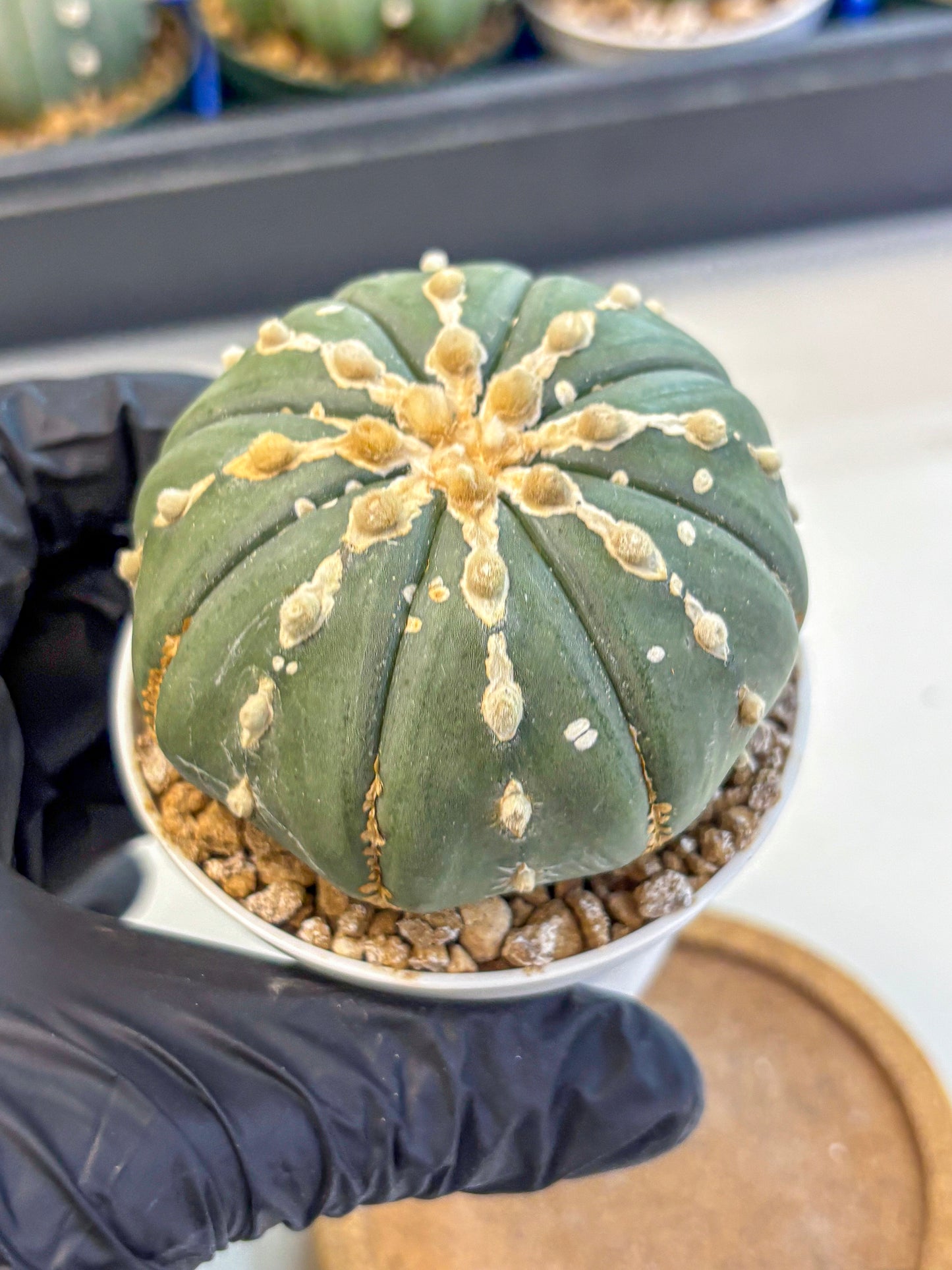 Astrophytum V Type Nudum (at9) (10) | Live Cactus