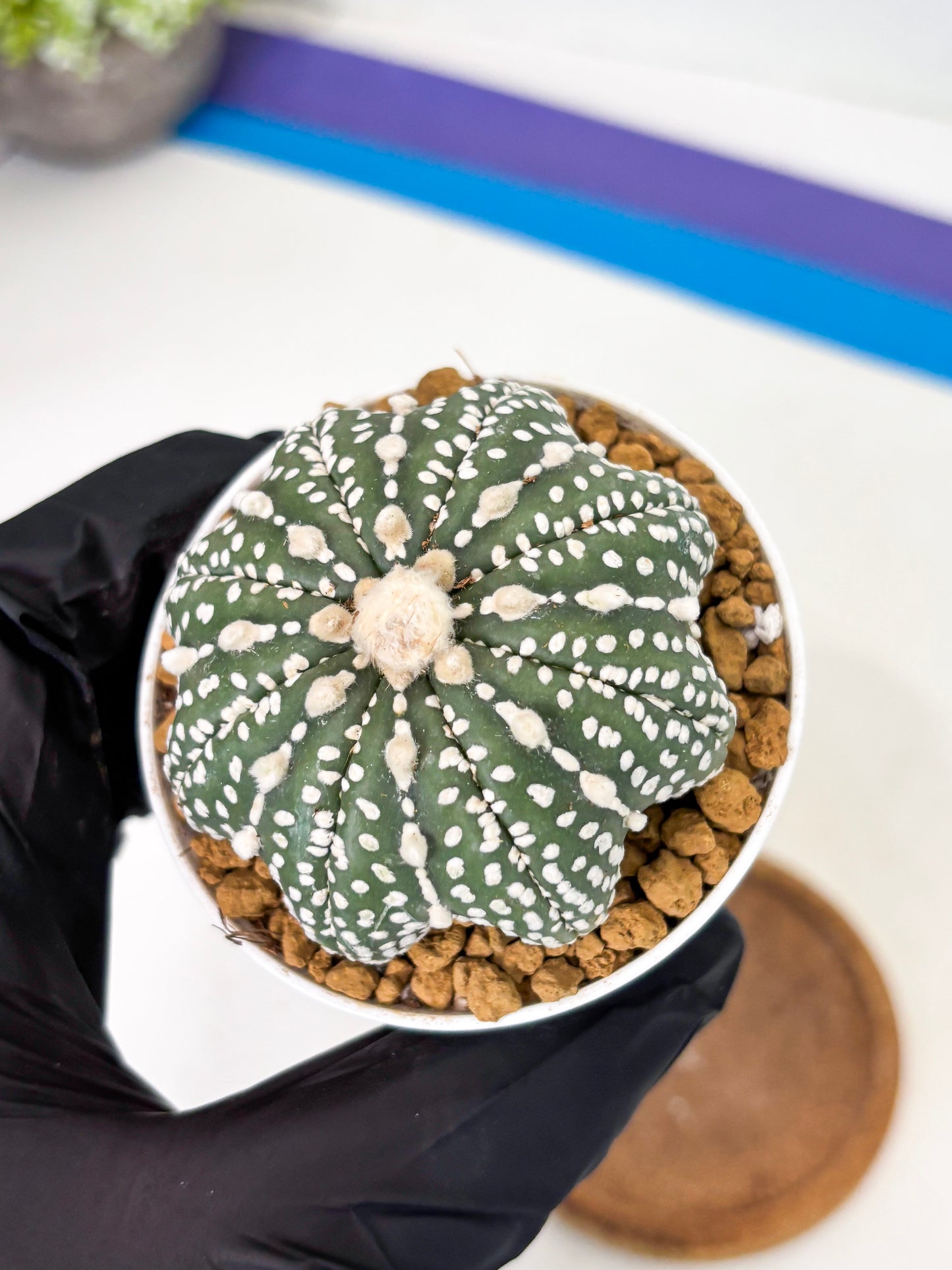 Astrophytum Star Shape (at2) (b4) | Japanese Import