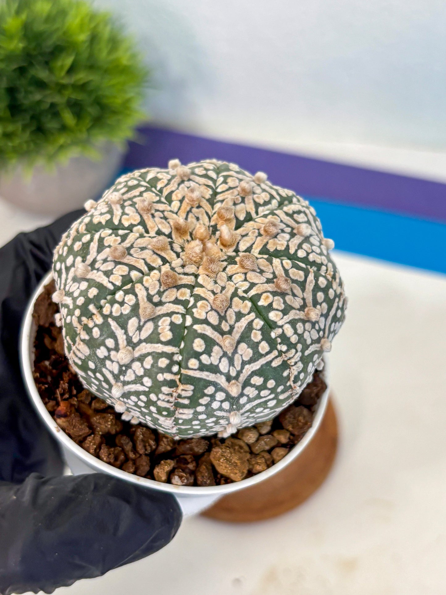Astrophytum V Type (at5) (09) |  Sea urchin cactus