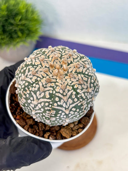 Astrophytum V Type (at5) (09) |  Sea urchin cactus