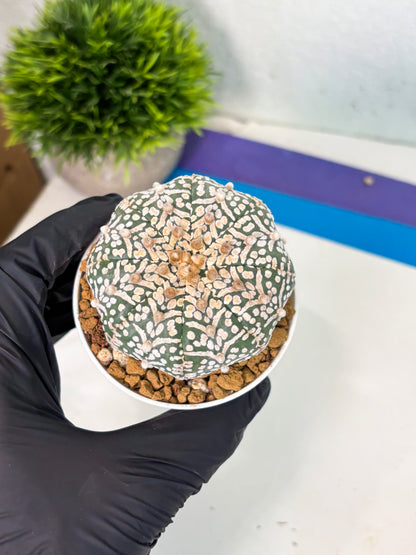 Astrophytum V-Type (at5) (y1) | Rare imported Plant