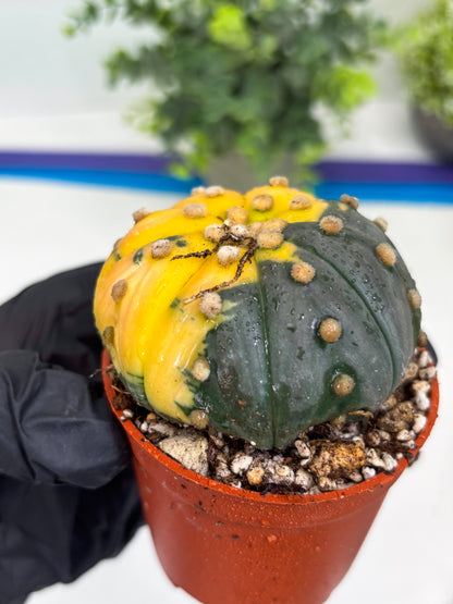 Astrophytum Variegated  (T5) (o3) | Nevada Plant Seller | 3" Pot