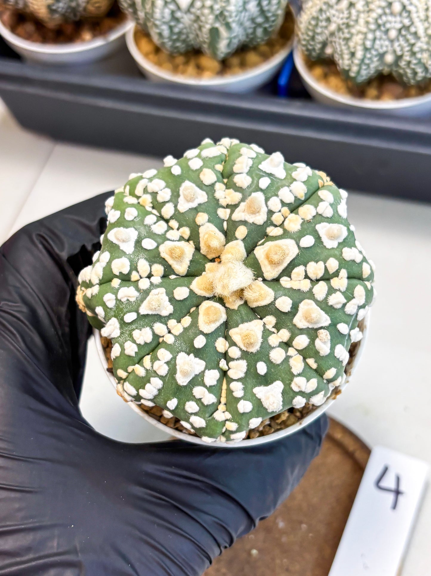 Astrophytum V-Type (at4) (y4) | Ship from Nevada