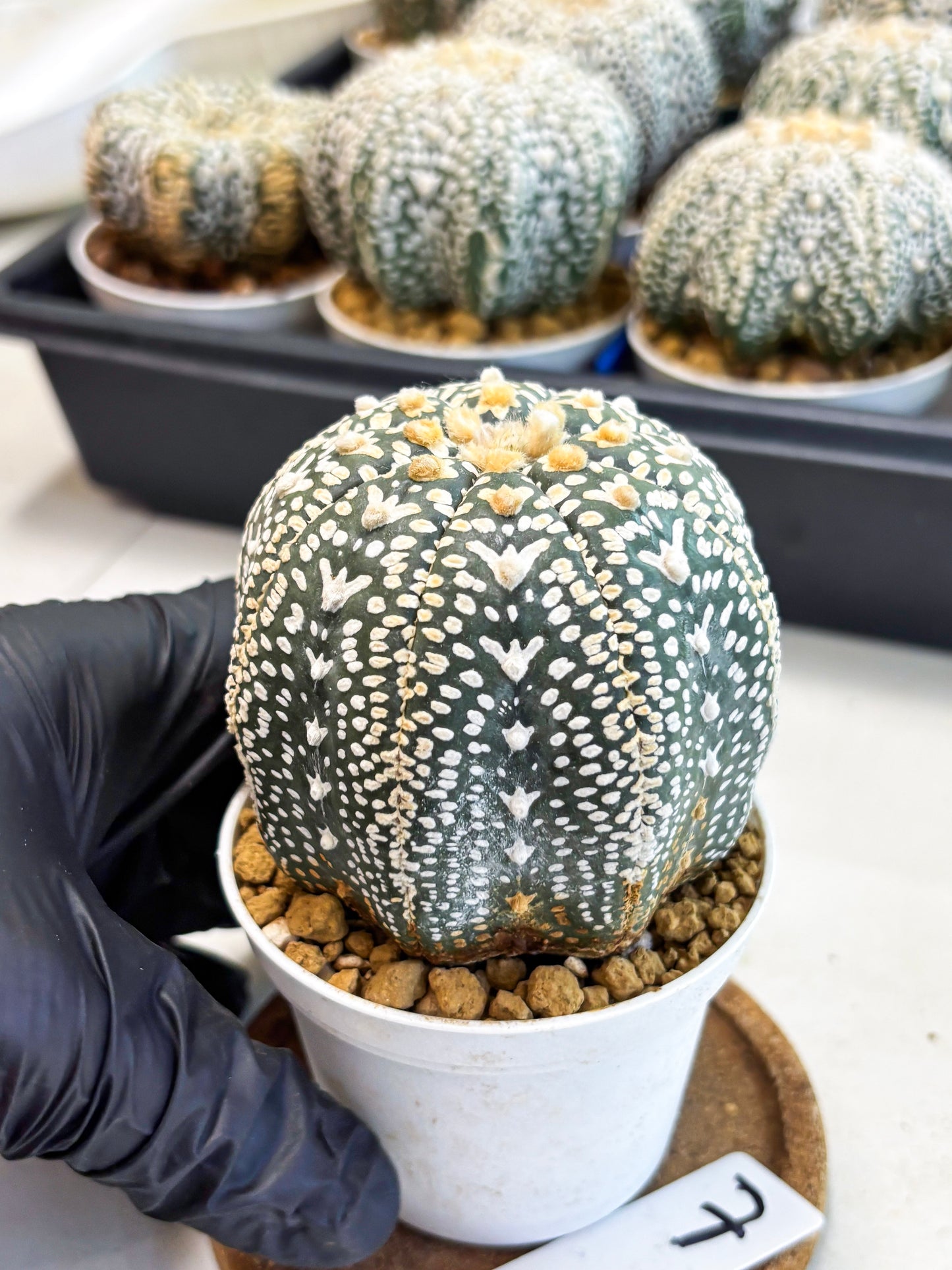 Astrophytum V-Type (at4) (y7) | Ship from Nevada