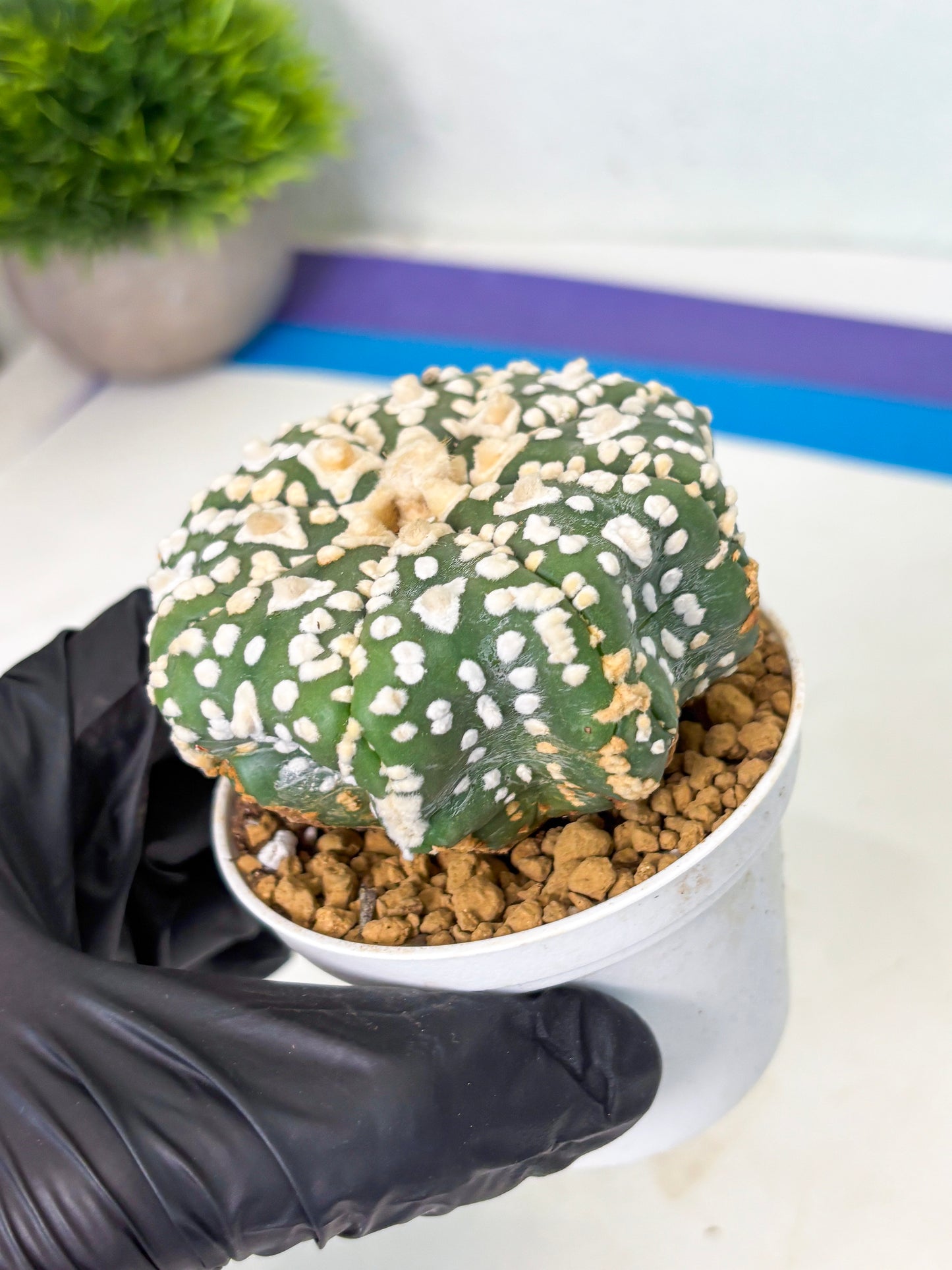 Astrophytum V-Type (at4) (y4) | Ship from Nevada