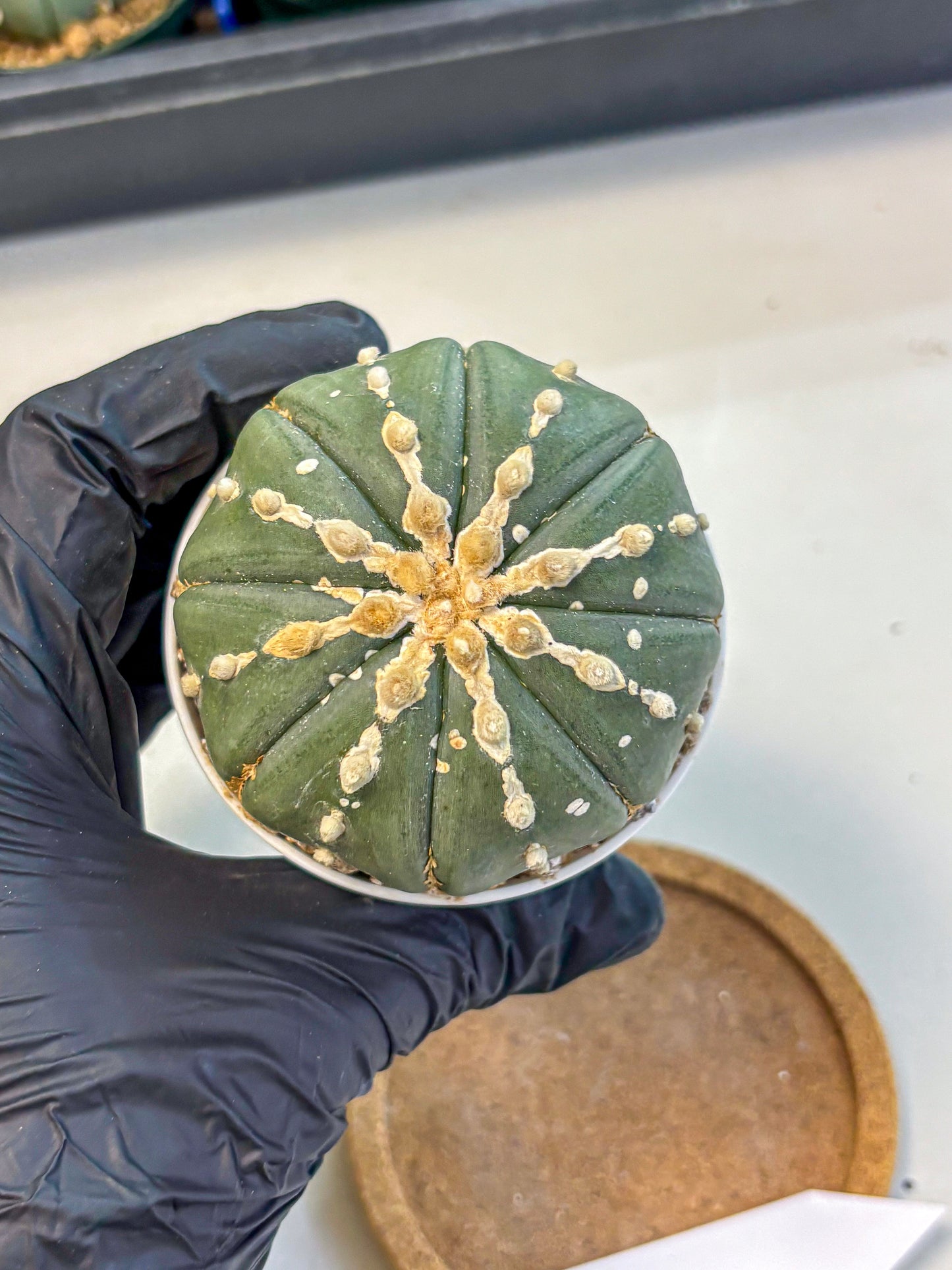 Astrophytum V Type Nudum (at9) (10) | Live Cactus