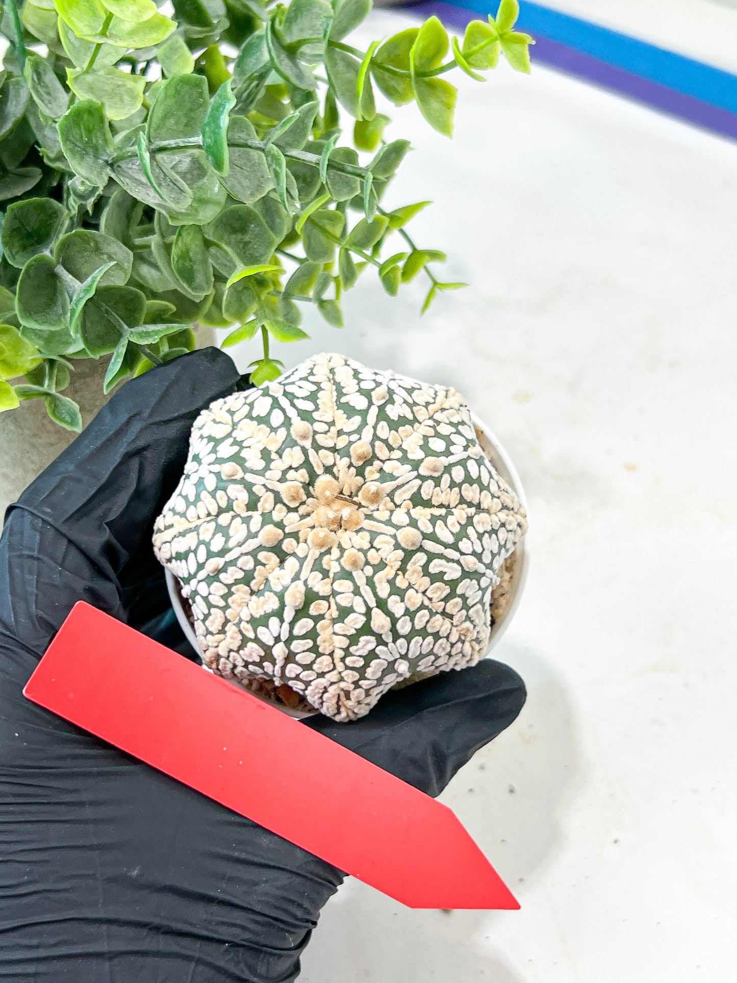 Astrophytum V-Type (#T5C) | NEVADA Plant Seller | 3" Pot