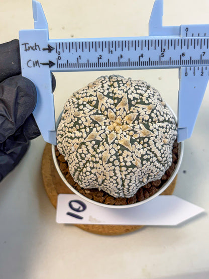 Astrophytum V Type (at5) (10) |  Sea urchin cactus