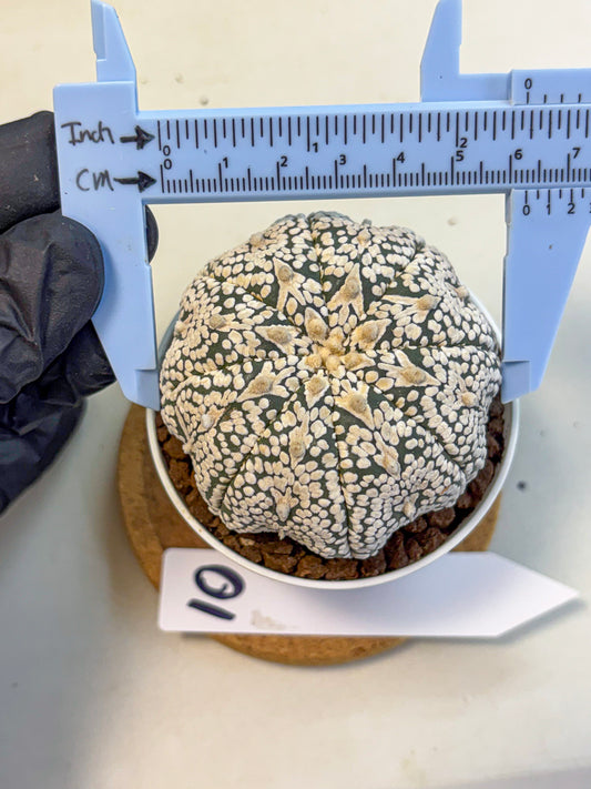 Astrophytum V Type (at5) (10) |  Sea urchin cactus