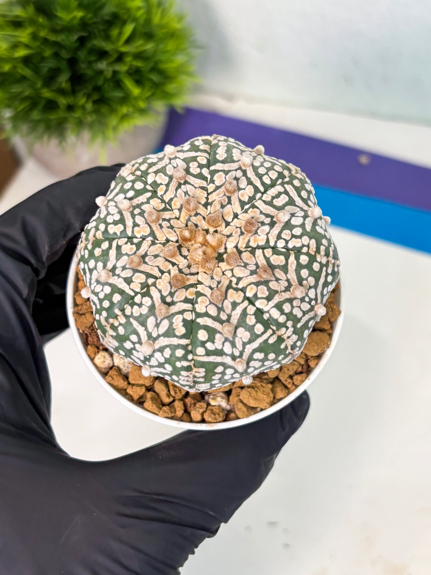 Astrophytum V-Type (at5) (y1) | Rare imported Plant