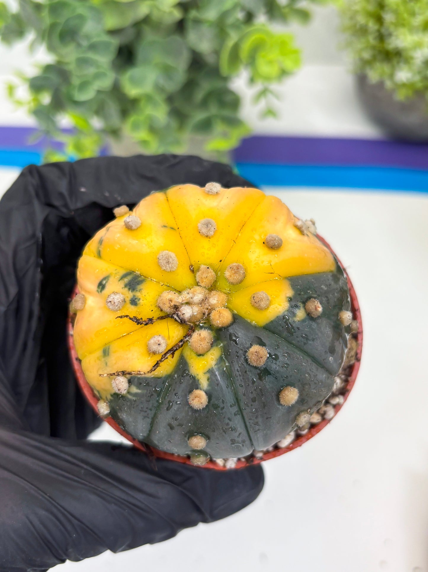 Astrophytum Variegated  (T5) (o3) | Nevada Plant Seller | 3" Pot