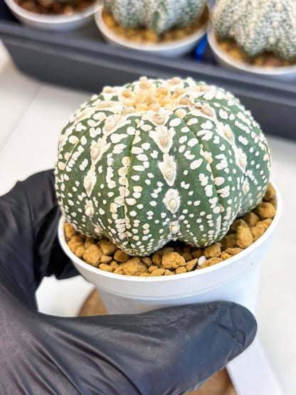 Astrophytum V-Type (at4) (y5) | Ship from Nevada