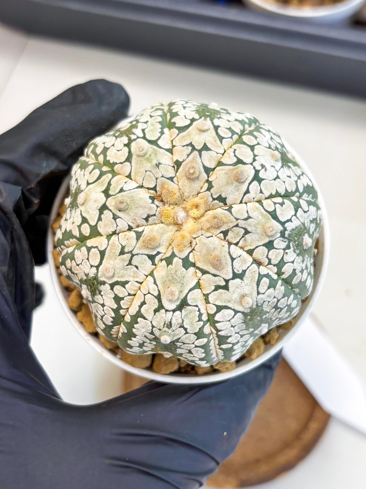 Astrophytum V-Type (at4) (r4) | Ship from Nevada