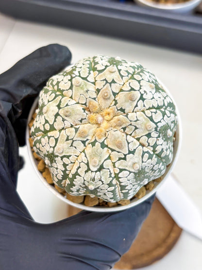 Astrophytum V-Type (at4) (r4) | Ship from Nevada