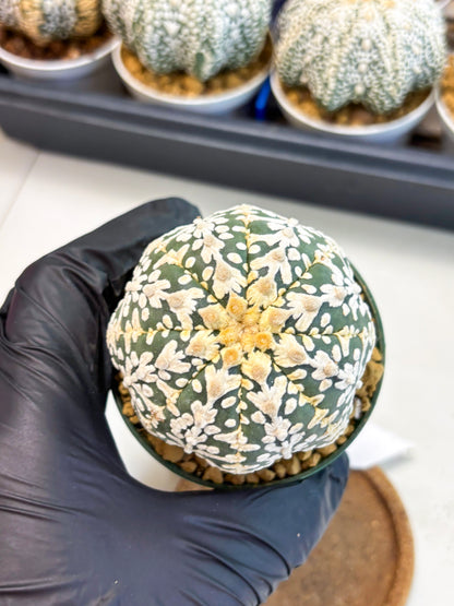 Astrophytum V-Type (at4) (r5) | Ship from Nevada
