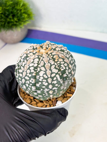 Astrophytum V-Type (at4) (r2) | Ship from Nevada