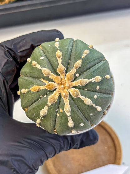 Astrophytum V Type Nudum (at9) (10) | Live Cactus
