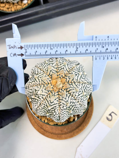 Astrophytum Star Shape (at2) (b5) | Japanese Import