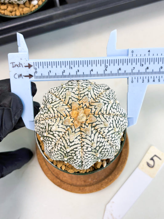 Astrophytum Star Shape (at2) (b5) | Japanese Import